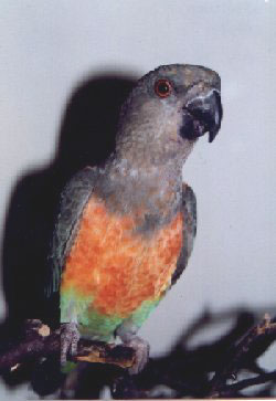 Red-Belly Parrot